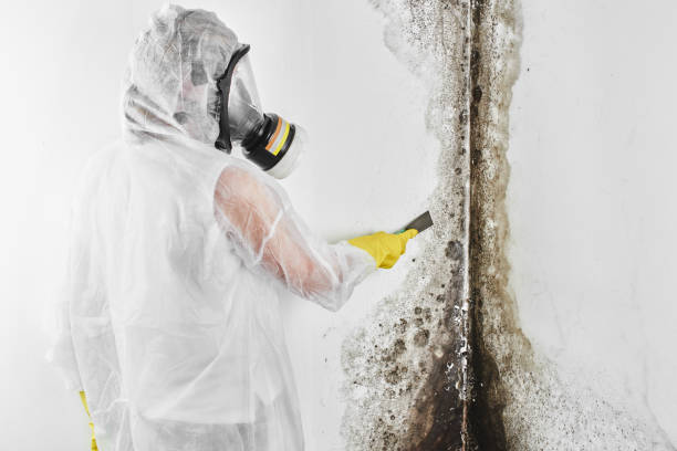 Best Mold Remediation for Specific Building Types in Benton City, WA
