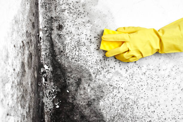 Best Mold Testing and Inspection Services in Benton City, WA