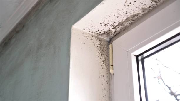 Best Industrial Mold Remediation in Benton City, WA
