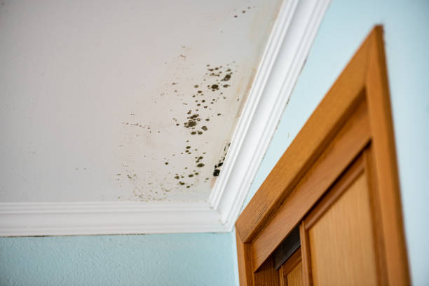 Best Emergency Mold Remediation in Benton City, WA