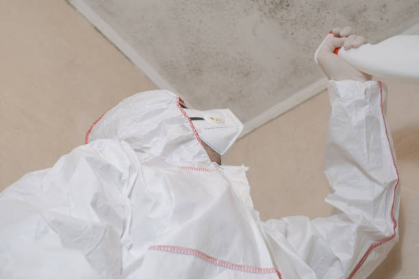 Best Attic Mold Remediation in Benton City, WA
