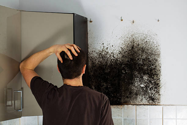 Best Commercial Mold Remediation in Benton City, WA