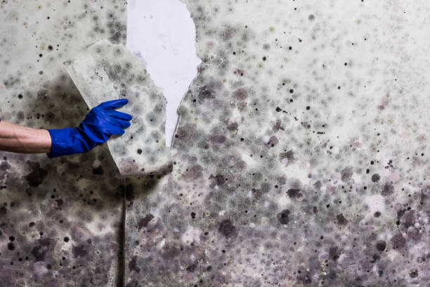 Best Post-Flood Mold Remediation in Benton City, WA