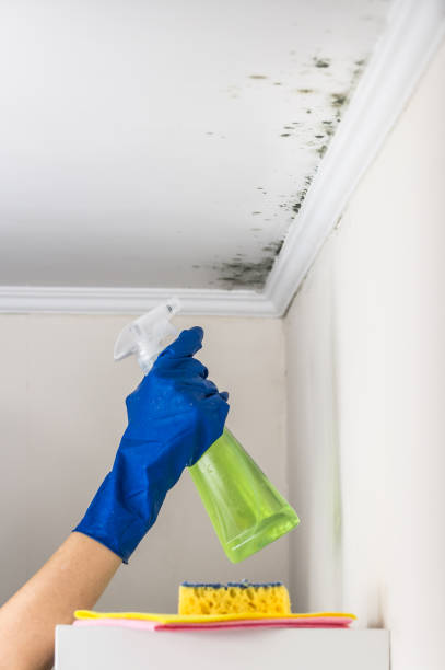 Best Attic Mold Remediation in Benton City, WA