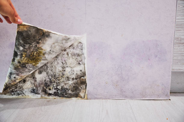 Best Mold Remediation for Schools in Benton City, WA